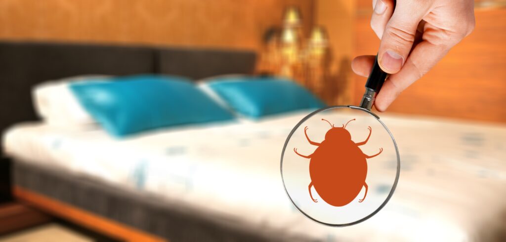 Bed Bug Mattress Disposal And Removal